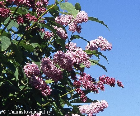 Syringa wolfii